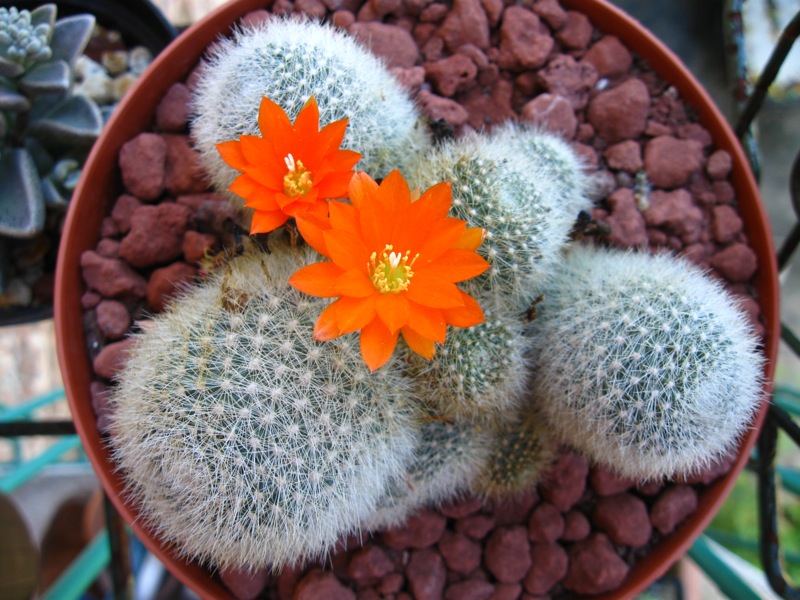 Rebutia muscula 