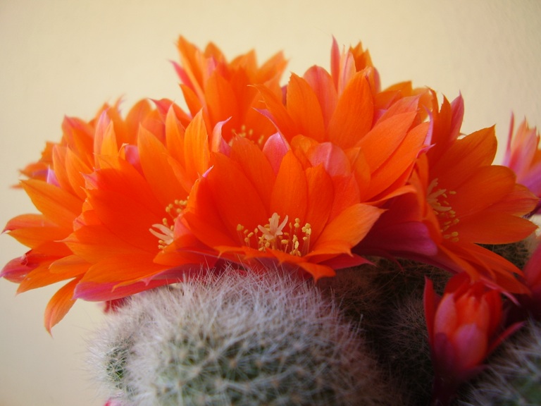 Rebutia muscula 