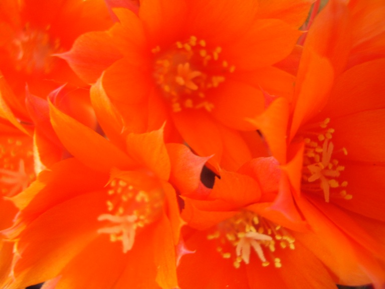 rebutia muscula 