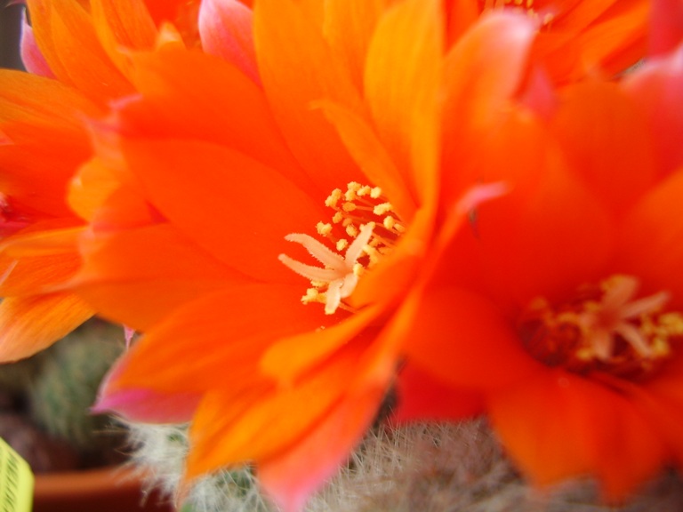 Rebutia muscula 