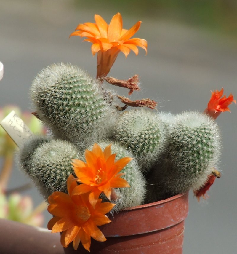 Rebutia muscula 