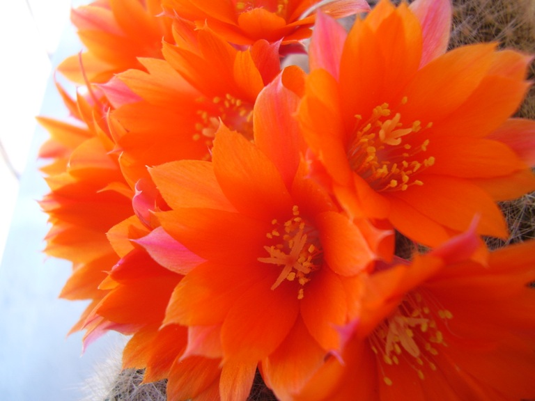 Rebutia muscula 