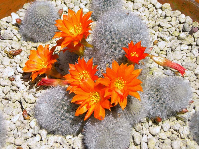 Rebutia muscula 