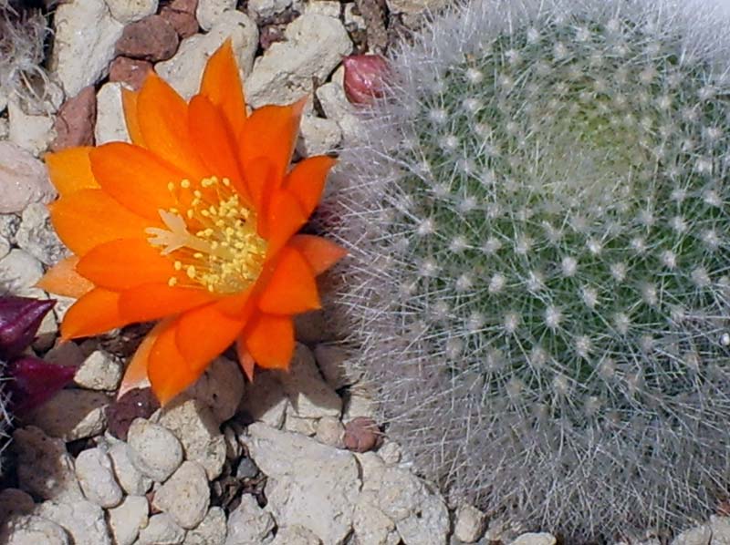 Rebutia muscula v. nivosa KK 1301