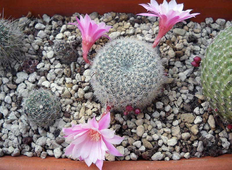 Rebutia narvaecensis 