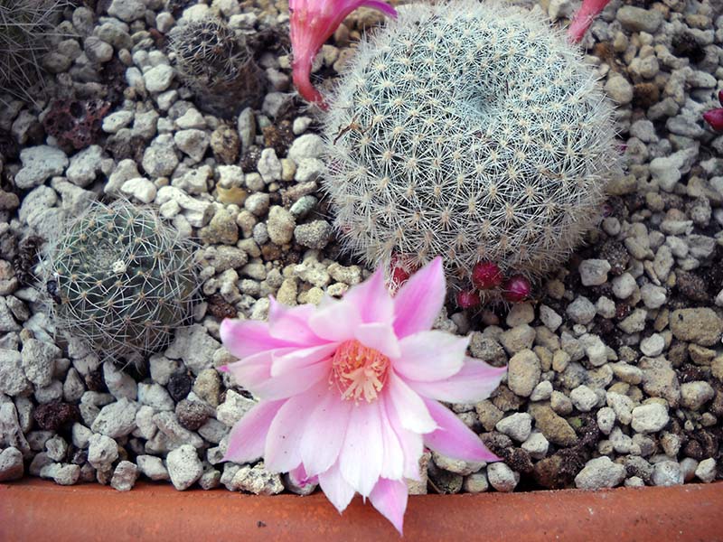 Rebutia narvaecensis 