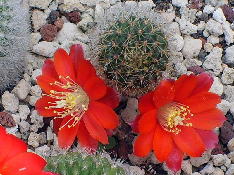 Rebutia pseudominuscula 