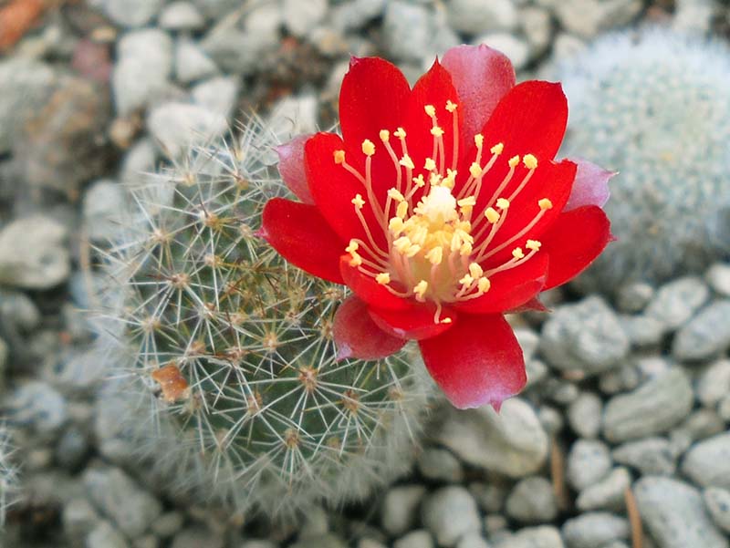 rebutia pseudominuscula