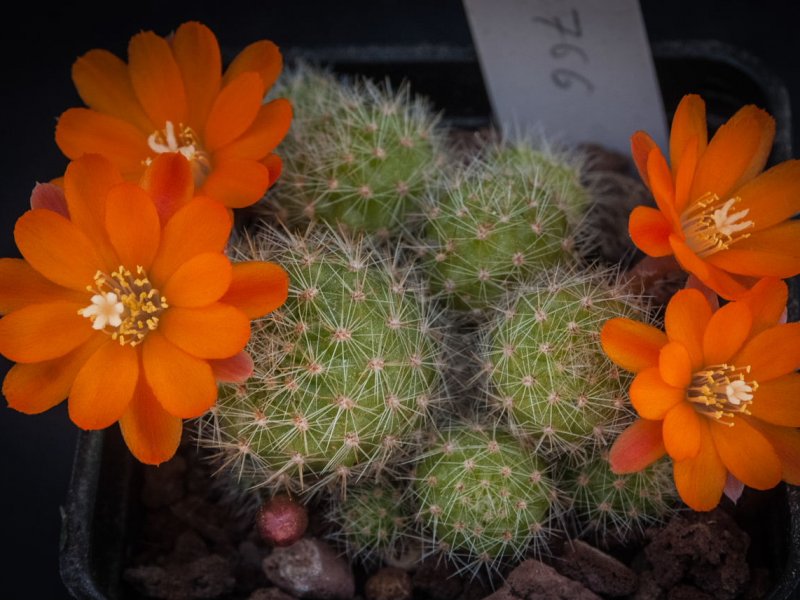 rebutia pulvinosa