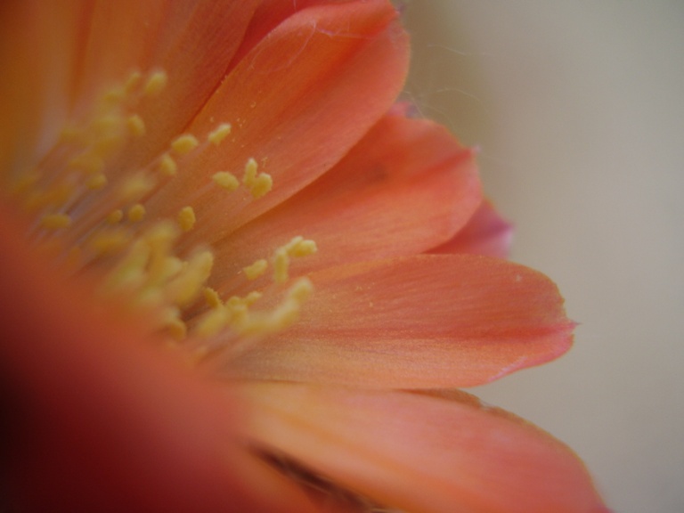 Rebutia pygmaea 