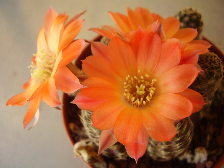 Rebutia pygmaea 