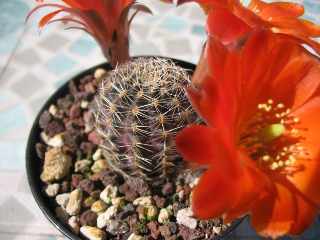 Rebutia pygmaea v. friedrichiana 