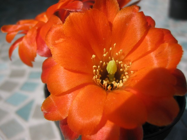 Rebutia pygmaea v. friedrichiana 