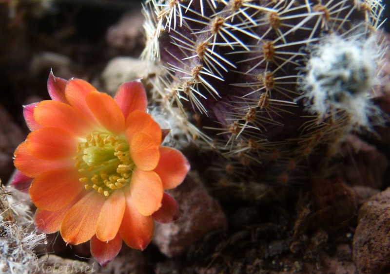 Rebutia pygmaea v. iscayachensis RH 119 A