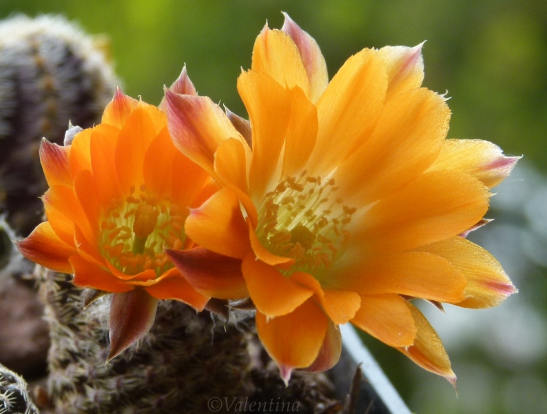 rebutia pygmaea v. diersiana