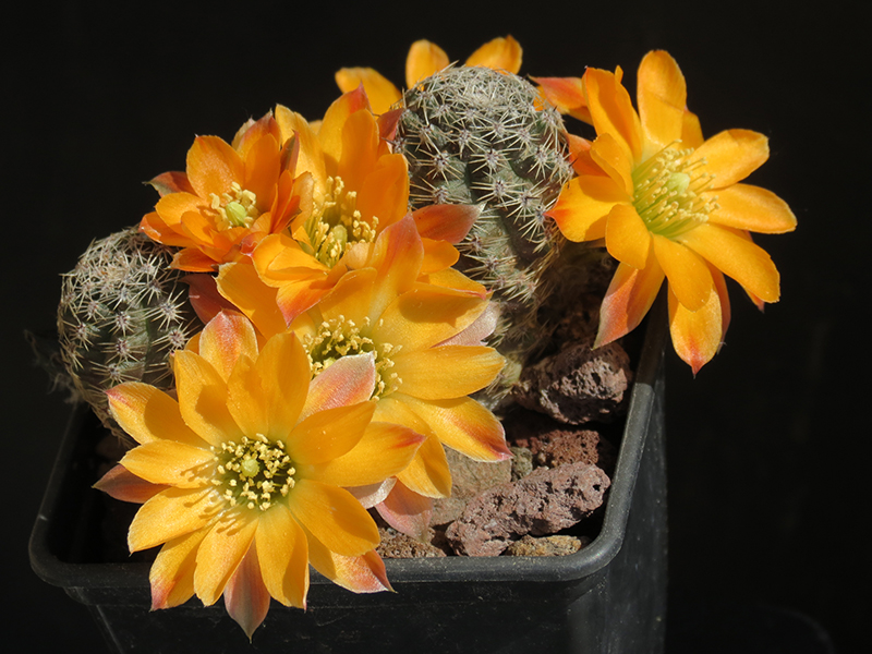 Rebutia rutiliflora 