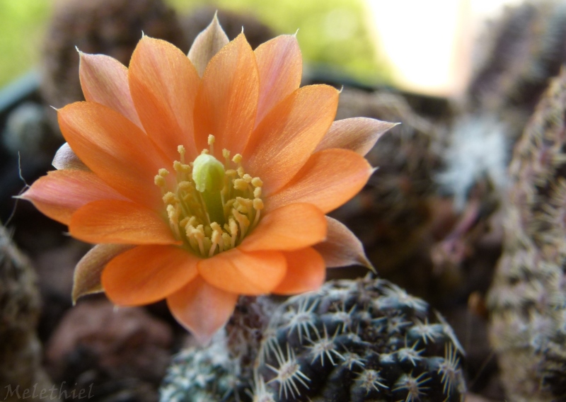 Rebutia pygmaea v. pectinata LAU 431