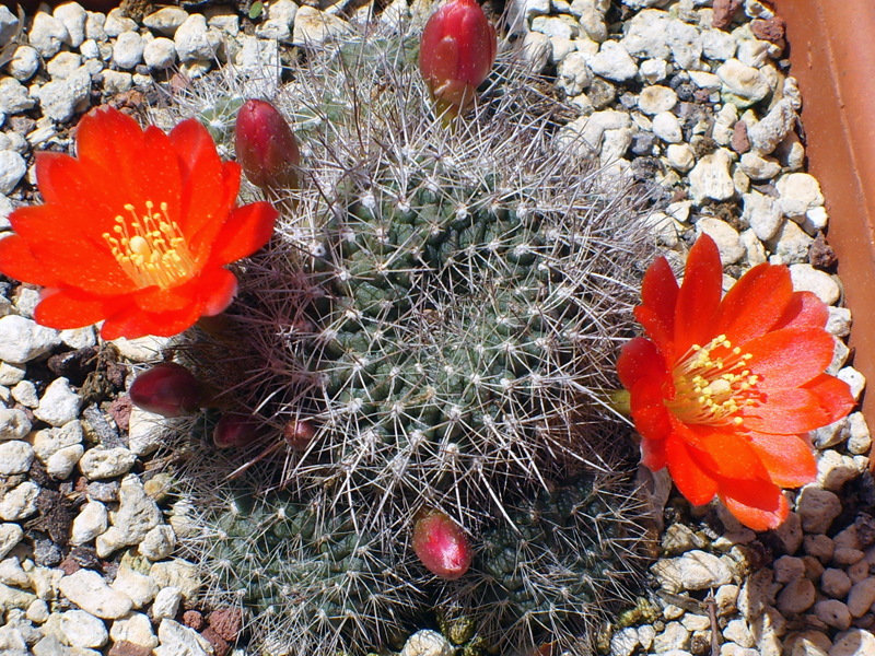 Rebutia sp.  