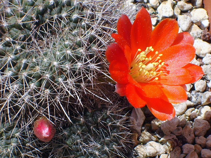 Rebutia sp.  