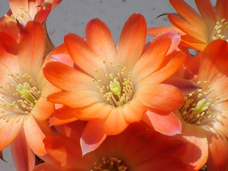 Rebutia sp.  