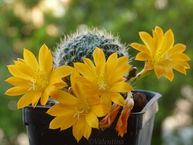 Rebutia senilis v. iseliniana 