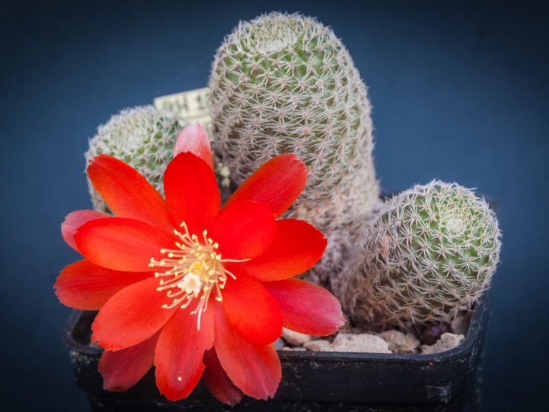 rebutia heliosa v. solisioides