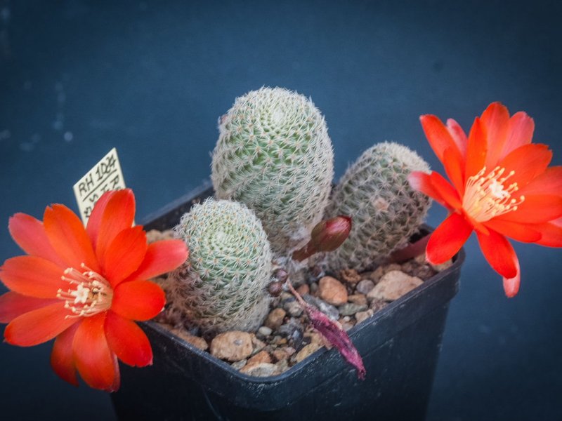 Rebutia heliosa v. solisioides RH 1024