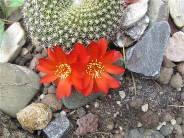 Rebutia sp. 