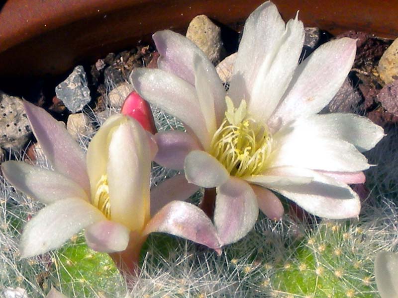 Rebutia albiflora 
