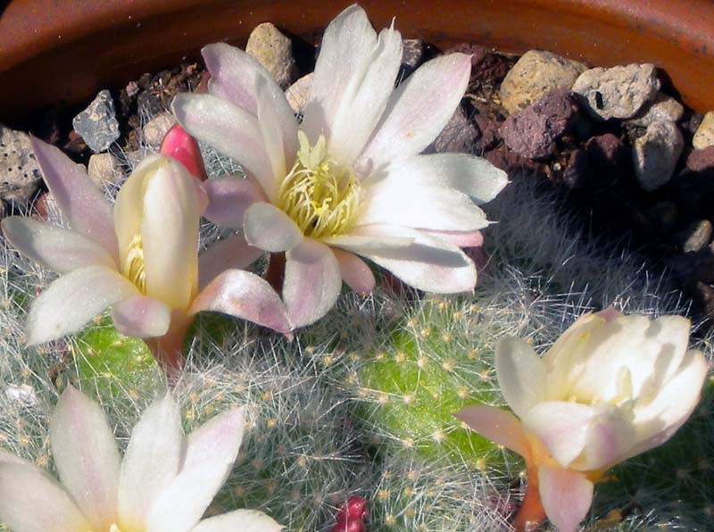 Rebutia albiflora 