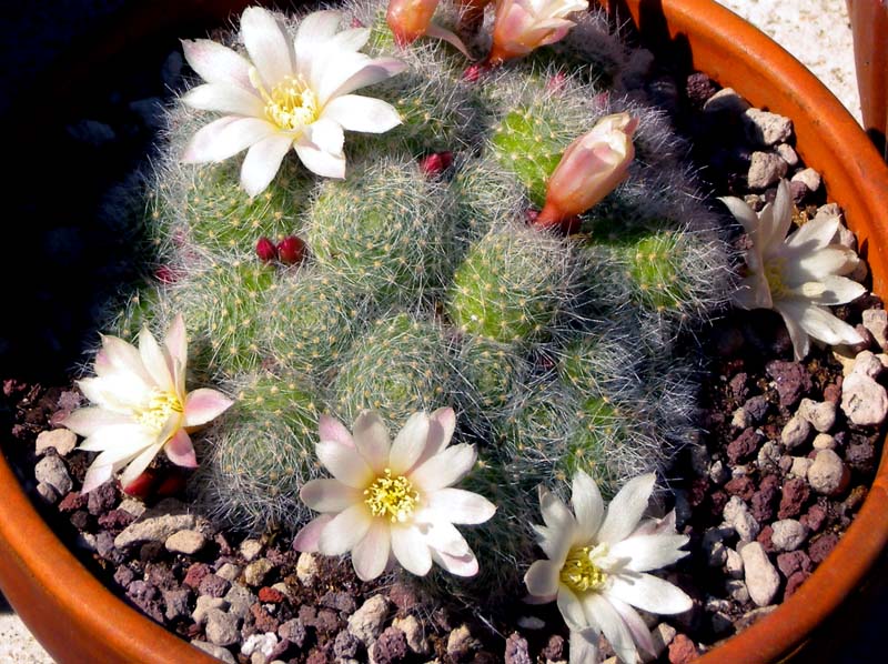 Rebutia albiflora 