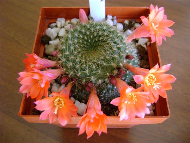 rebutia sp.  