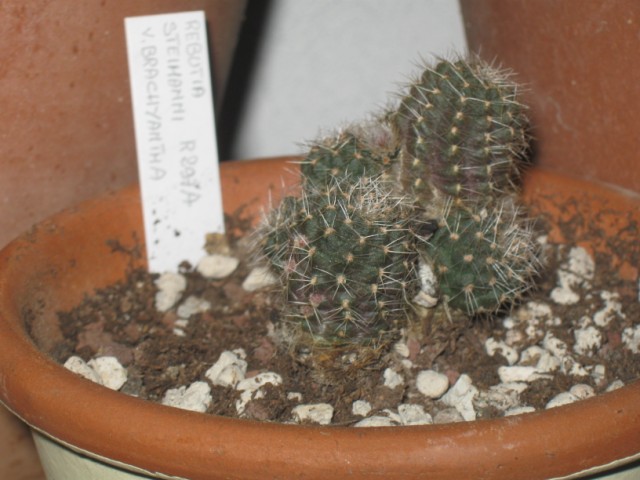 Rebutia steinmannii v. brachyantha 