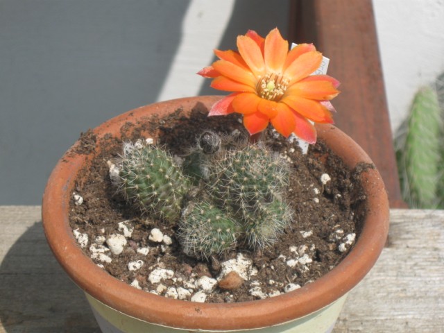 rebutia steinmannii v. brachyantha