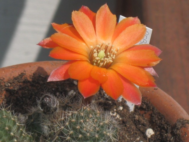 Rebutia steinmannii v. brachyantha 