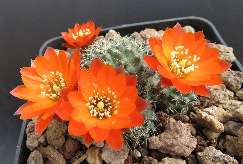 Rebutia steinmannii ssp. brachyantha 