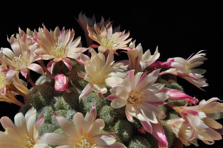 Rebutia cv. sunrise 