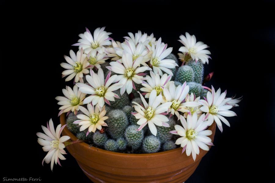 Rebutia cv. sunrise 