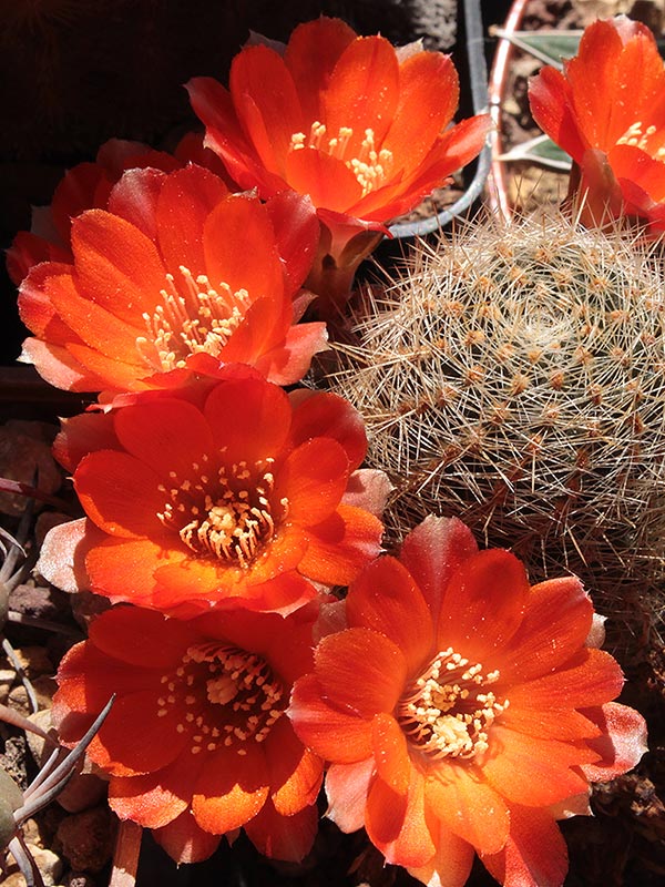 rebutia supthutiana