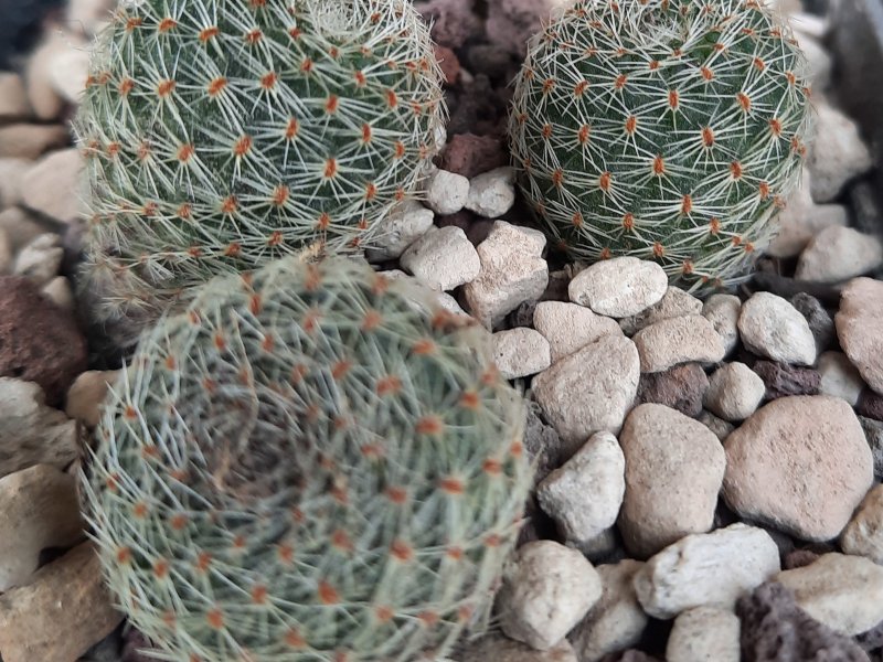 rebutia heliosa ssp. teresae