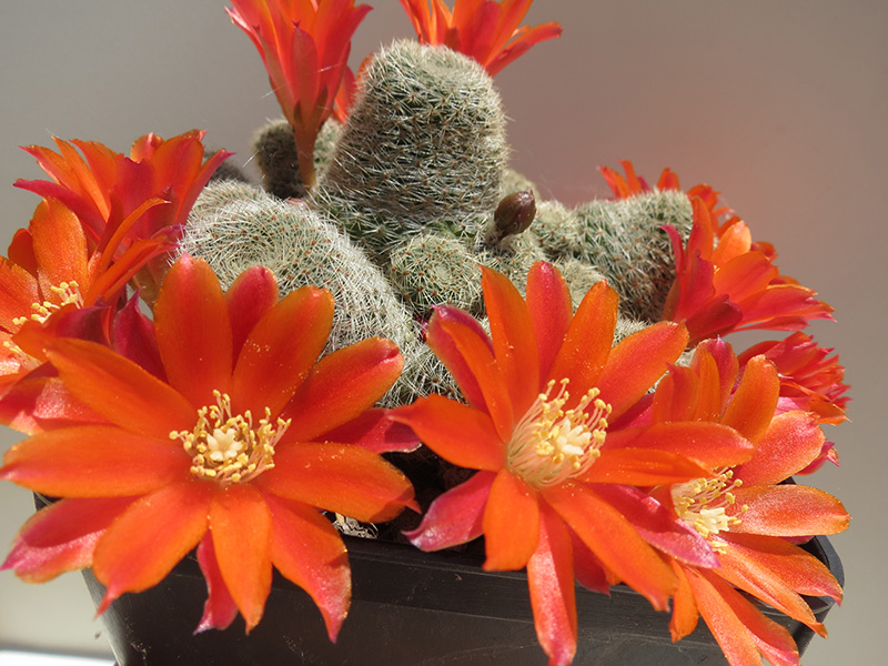 Rebutia theresae 