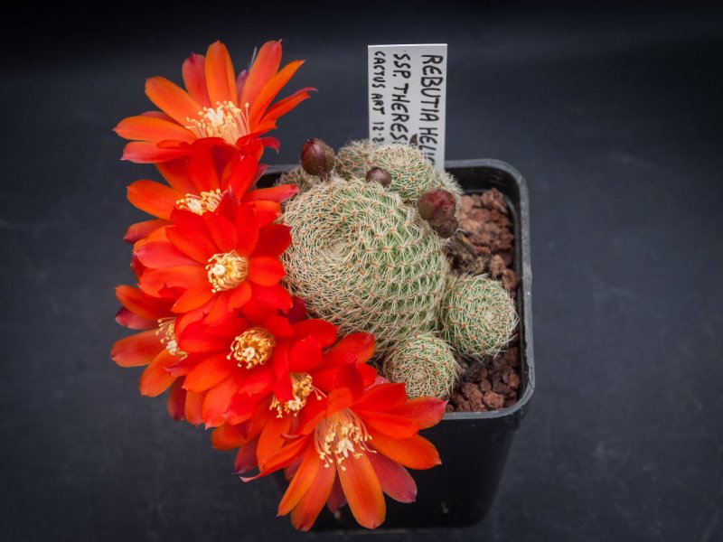 Rebutia heliosa ssp. teresae 