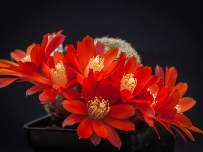 Rebutia heliosa ssp. teresae 