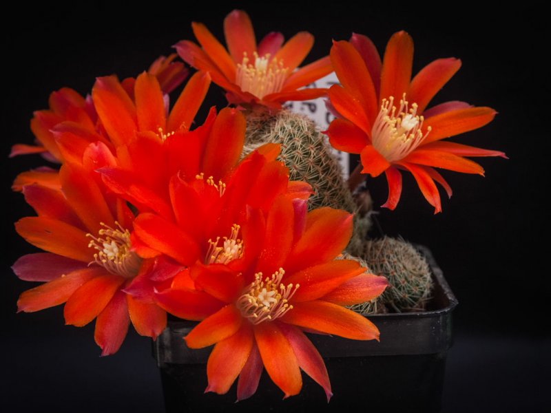 Rebutia heliosa ssp. teresae 