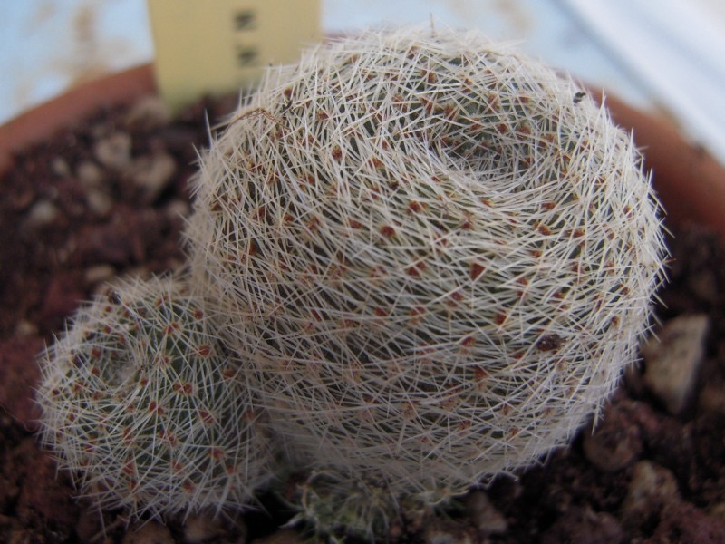 Rebutia theresae 