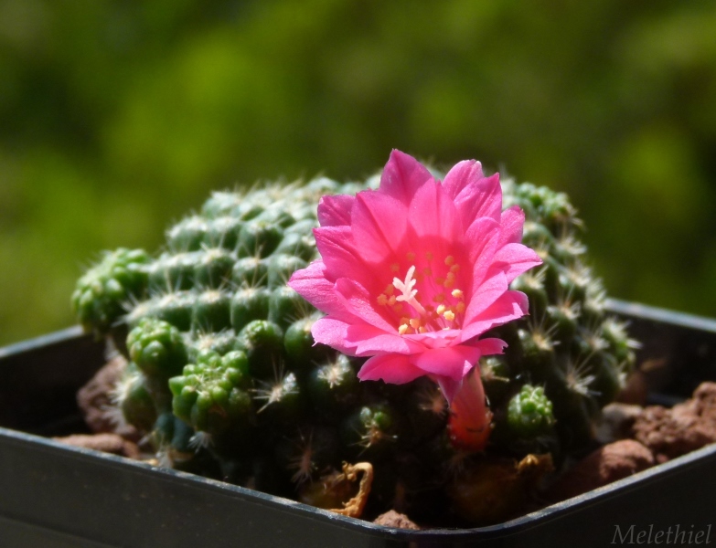 Rebutia violaciflora 