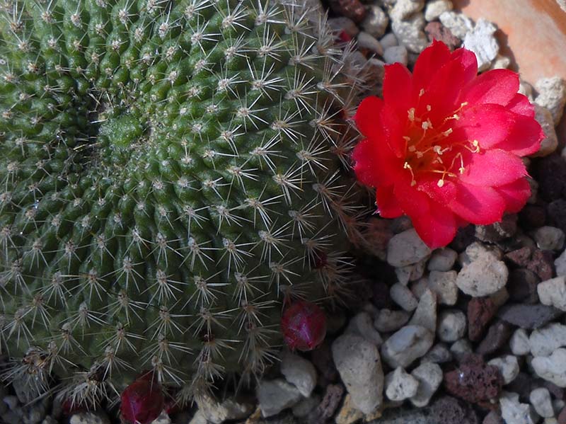 Rebutia violaciflora 