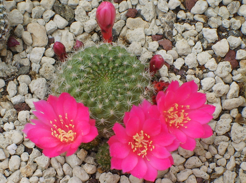 Rebutia violaciflora 