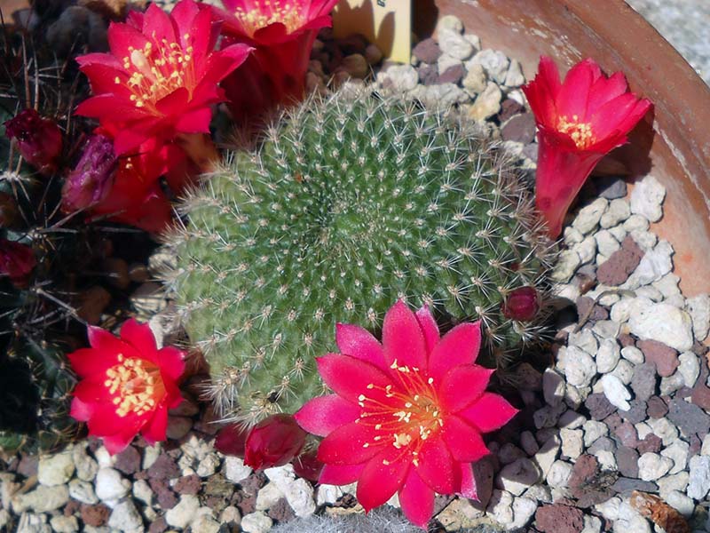 Rebutia violaciflora 