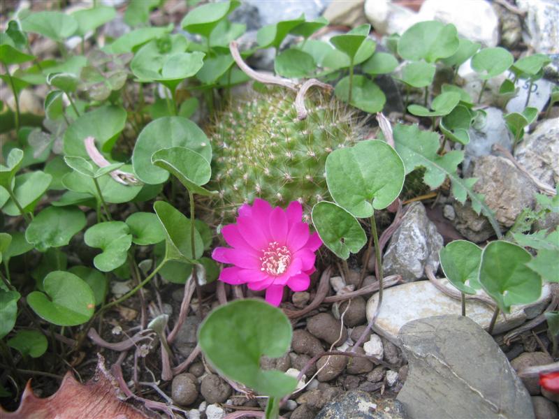 Rebutia violaciflora 